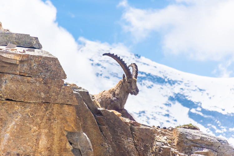 ibex-goats